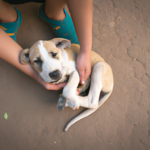 Adoptar Un Perro Callejero: 8 Beneficios Emocionales
