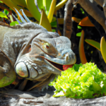 Comer Huevos De Iguana: 5 Beneficios Y Precauciones