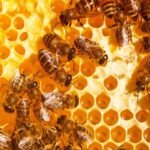 La miel en la sexualidad: 8 Beneficios Y Riesgos